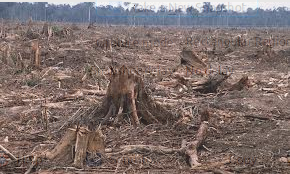 Sumatra: regenwoud gekapt t.b.v. niet-duurzame palmolie-plantage. Bron: wnf.com.